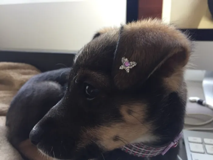 Cachorro ra a vira lata idade Abaixo de 2 meses nome MAIA