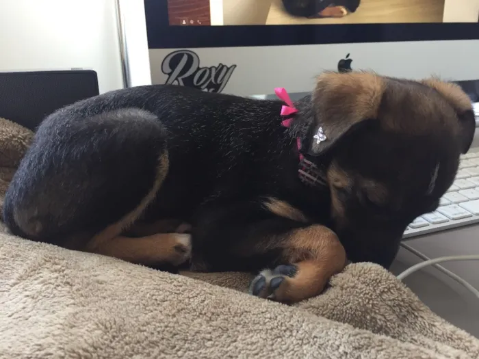 Cachorro ra a vira lata idade Abaixo de 2 meses nome MAIA