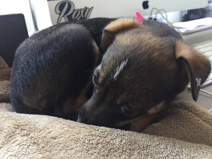 Cachorro ra a vira lata idade Abaixo de 2 meses nome MAIA
