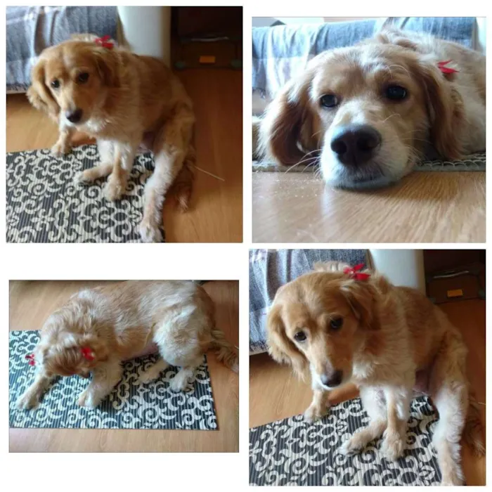 Cachorro ra a Vira lata idade 2 anos nome Nina