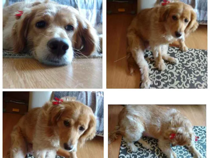 Cachorro ra a Vira lata idade 2 anos nome Nina