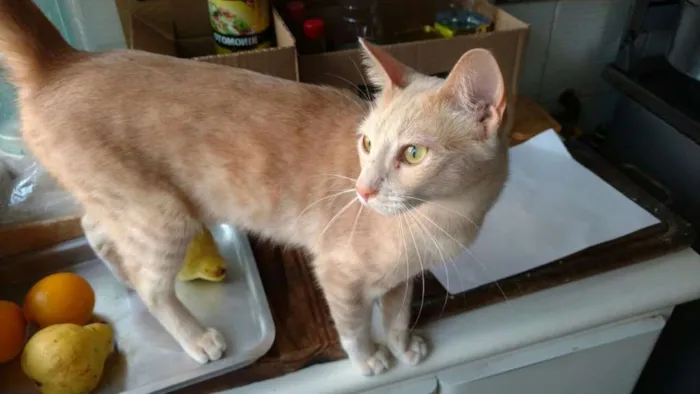 Gato ra a SRD idade 7 a 11 meses nome Claire