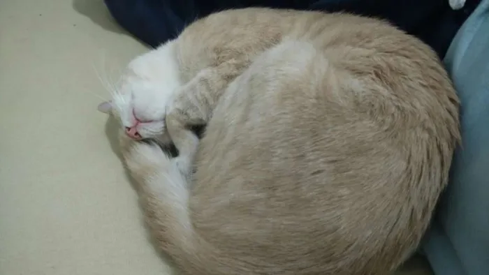 Gato ra a SRD idade 7 a 11 meses nome Claire