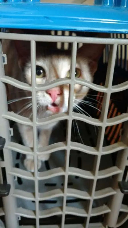 Gato ra a SRD idade 7 a 11 meses nome Claire