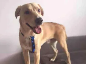 Cachorro raça SRD idade 1 ano nome Paçoca