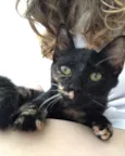 neguinha