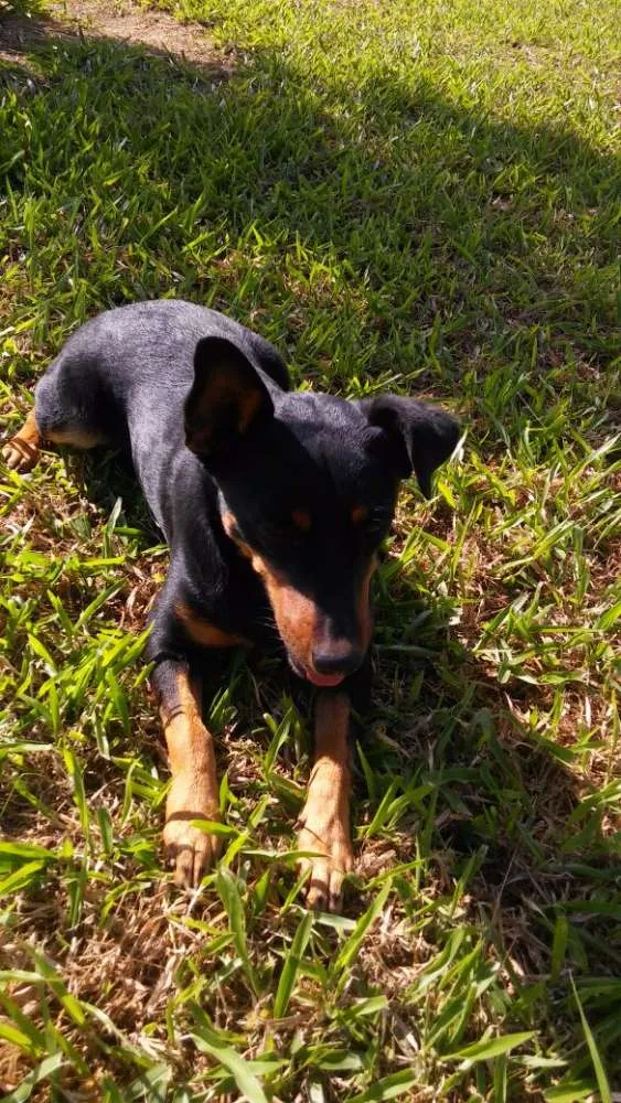 Cachorro ra a pinscher idade 2 anos nome Jade