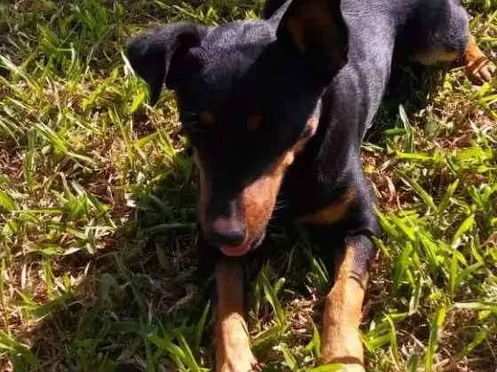 Cachorro ra a pinscher idade 2 anos nome Jade