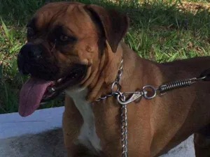 Cachorro raça Boxer idade 2 anos nome Rambo