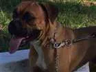 Cachorro raça Boxer idade 2 anos nome Rambo