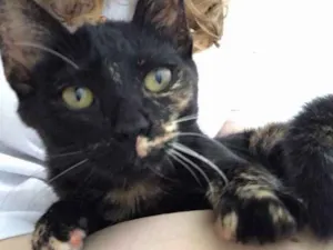 Gato raça SRD idade 2 a 6 meses nome neguinha