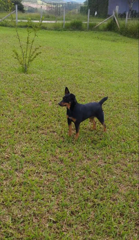 Cachorro ra a pinscher idade 2 anos nome Jade