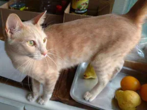 Gato raça SRD idade 7 a 11 meses nome Claire
