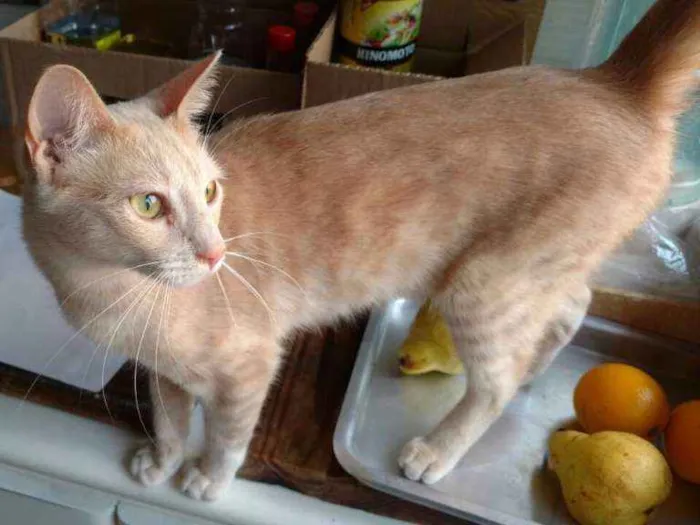Gato ra a SRD idade 7 a 11 meses nome Claire