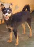 Lucas Miniatura
