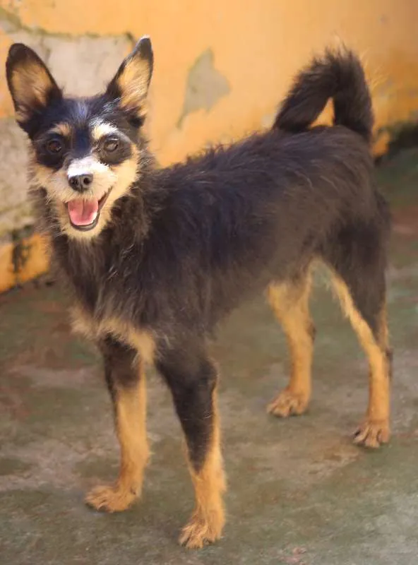 Cachorro ra a  idade 2 anos nome Lucas Miniatura