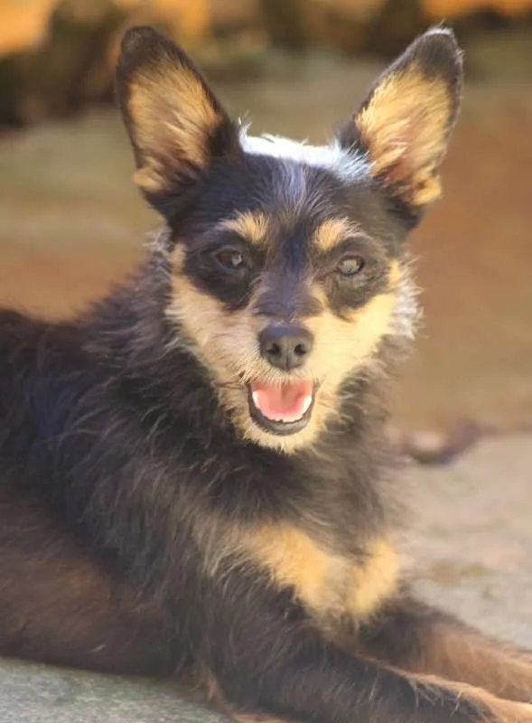 Cachorro ra a  idade 2 anos nome Lucas Miniatura