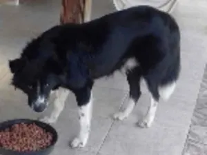 Cachorro raça Border Colie idade 2 anos nome TUIÚ