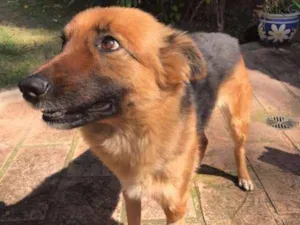 Cachorro raça  idade  nome sem nome