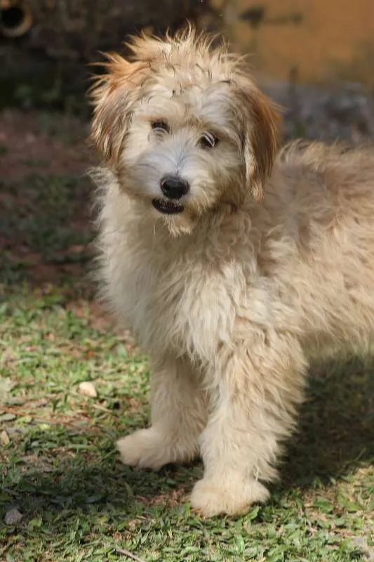 Cachorro ra a  idade 2 a 6 meses nome GUGA FILHOTE