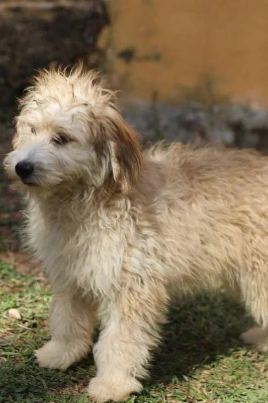 Cachorro ra a  idade 2 a 6 meses nome GUGA FILHOTE