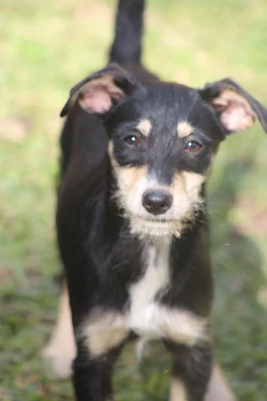 Cachorro ra a  idade 2 a 6 meses nome Juma Filhote