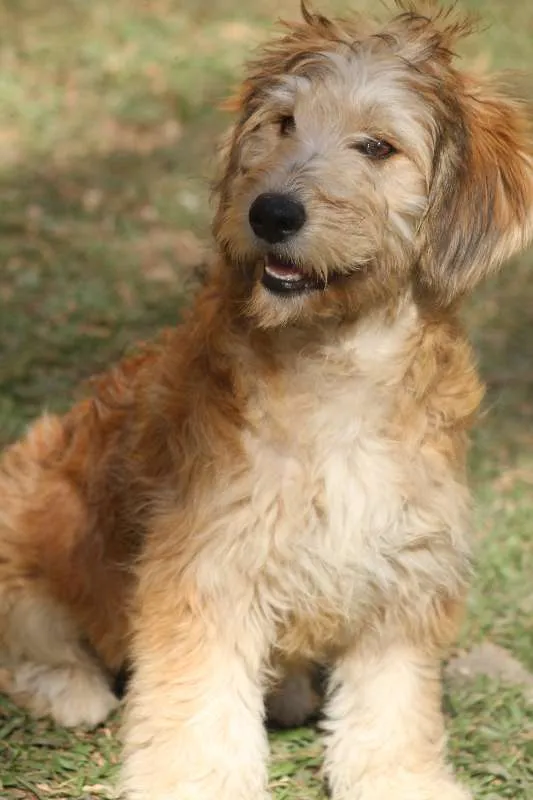 Cachorro ra a  idade 2 a 6 meses nome FREDDY FILHOTE