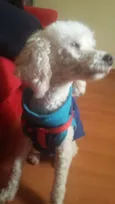 Brenda