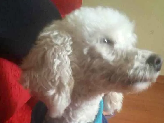 Cachorro ra a poodle  idade 6 ou mais anos nome Brenda