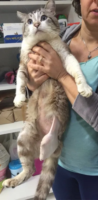Gato ra a Vira lata idade 2 anos nome Sem nome