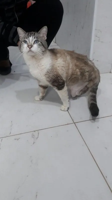Gato ra a Vira lata idade 2 anos nome Sem nome