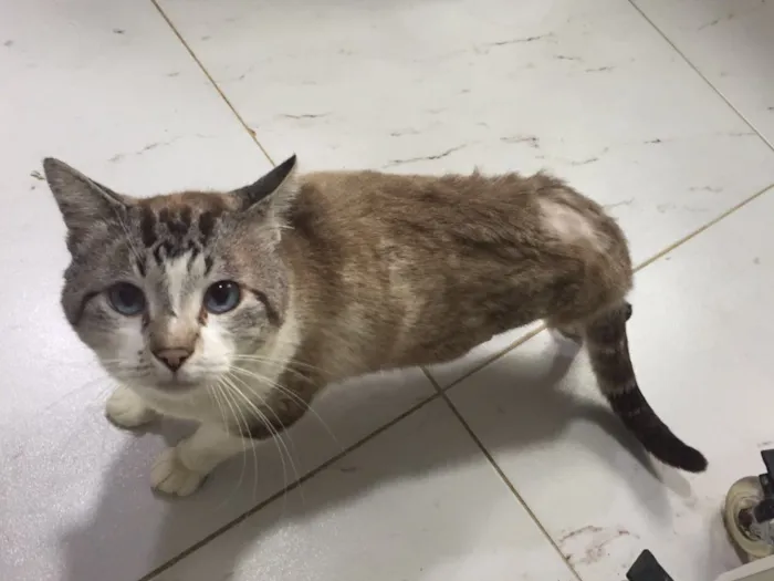 Gato ra a Vira lata idade 2 anos nome Sem nome