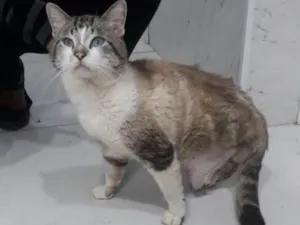 Gato raça Vira lata idade 2 anos nome Sem nome