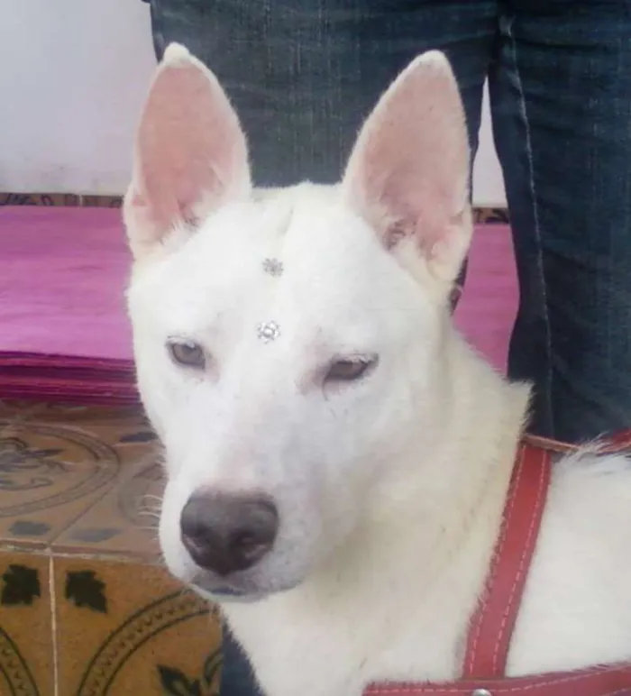 Cachorro ra a pastor suiço idade 3 anos nome Bianca