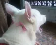 Bianca