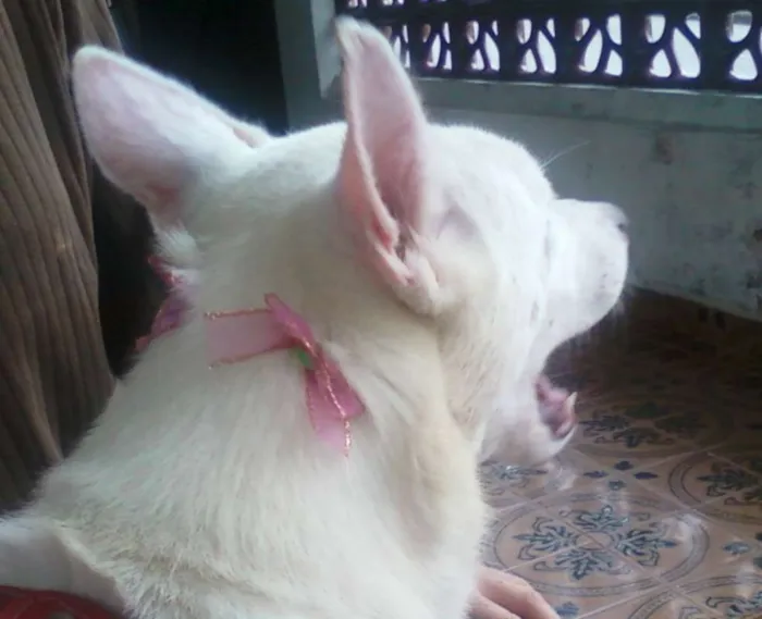 Cachorro ra a pastor suiço idade 3 anos nome Bianca