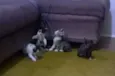 Gatos