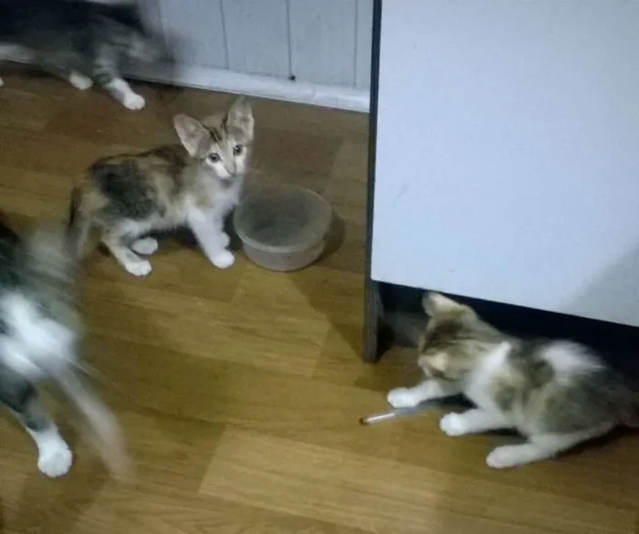 Gato ra a  idade 2 a 6 meses nome Gatos