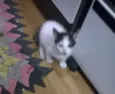 Gatos