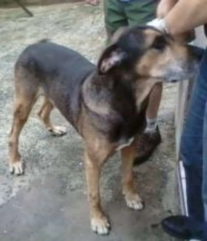 Cachorro ra a FILA idade  nome NERO