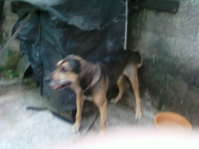 Cachorro ra a FILA idade  nome NERO