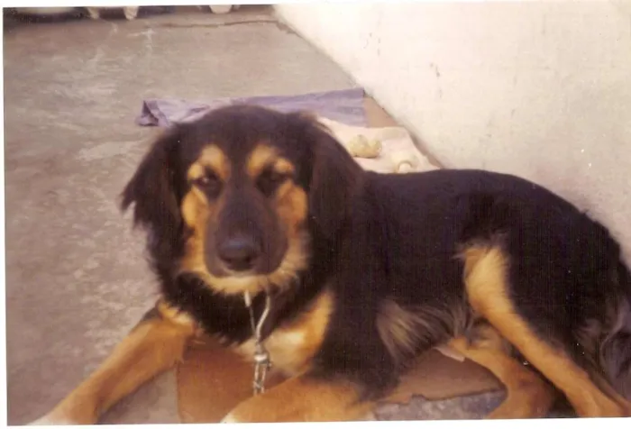 Cachorro ra a MESTIÇO idade 4 anos nome THOBI