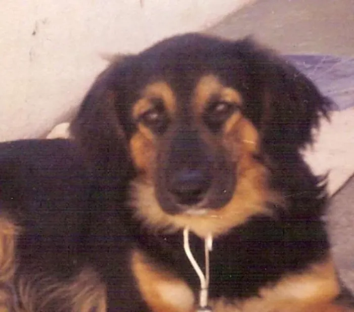 Cachorro ra a MESTIÇO idade 4 anos nome THOBI