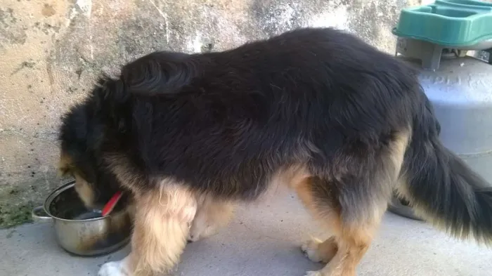 Cachorro ra a MESTIÇO idade 4 anos nome THOBI