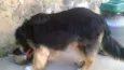 THOBI