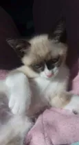 Mingau