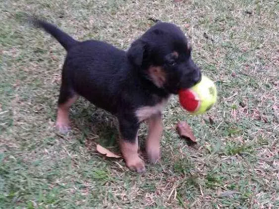 Cachorro ra a SRD idade Abaixo de 2 meses nome Não definido ainda