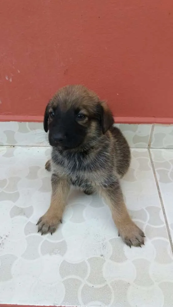Cachorro ra a SRD idade Abaixo de 2 meses nome Não definido ainda
