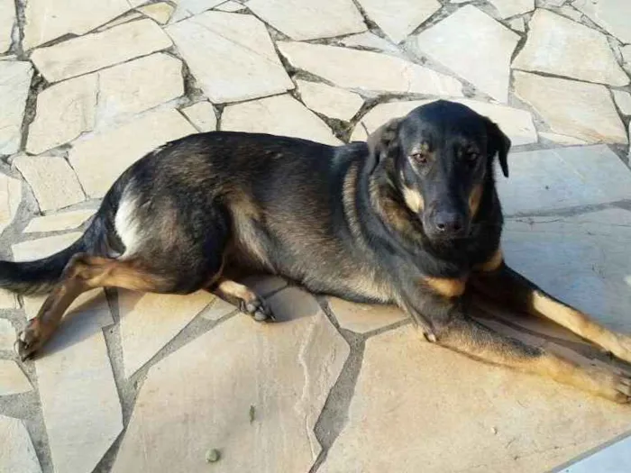 Cachorro ra a SRD idade Abaixo de 2 meses nome Não definido ainda