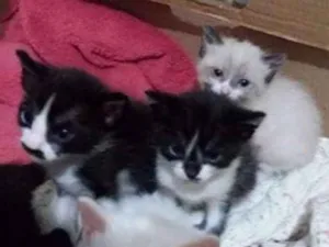 Gato raça Srd idade 2 a 6 meses nome Pretinho